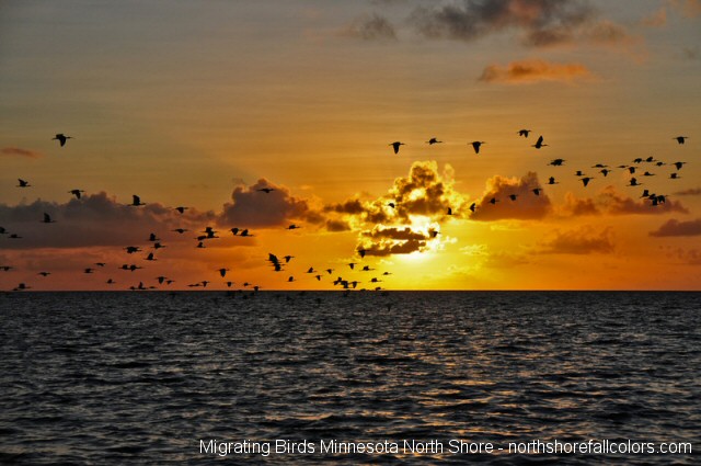 Birds migrating along Lake Superior