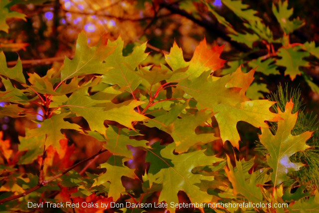 Grand Marais Fall Colors