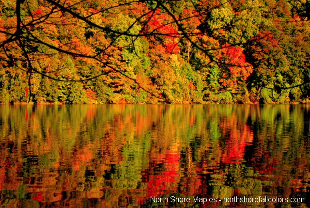 North Shore Maples - Fall Colors