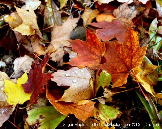 Cascade River Fall Colors