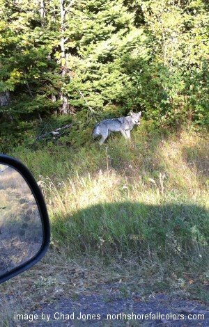 Timber Wolf along Hwy 61 Grand Marais, Minnesota